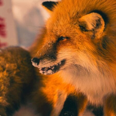 Foxbit accuses client of bad faith after millionaire purchase of BTC with incorrect balance.