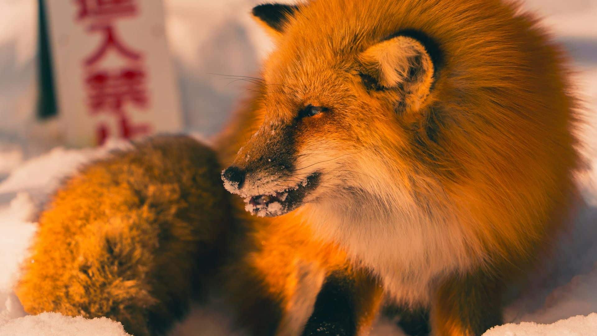 Foxbit accuses client of bad faith after millionaire purchase of BTC with incorrect balance.